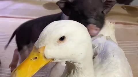 Every day of ducklings and puppies