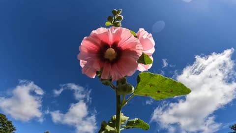 Hollyhocks