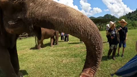 Feeding Happy the Elephant and her friends