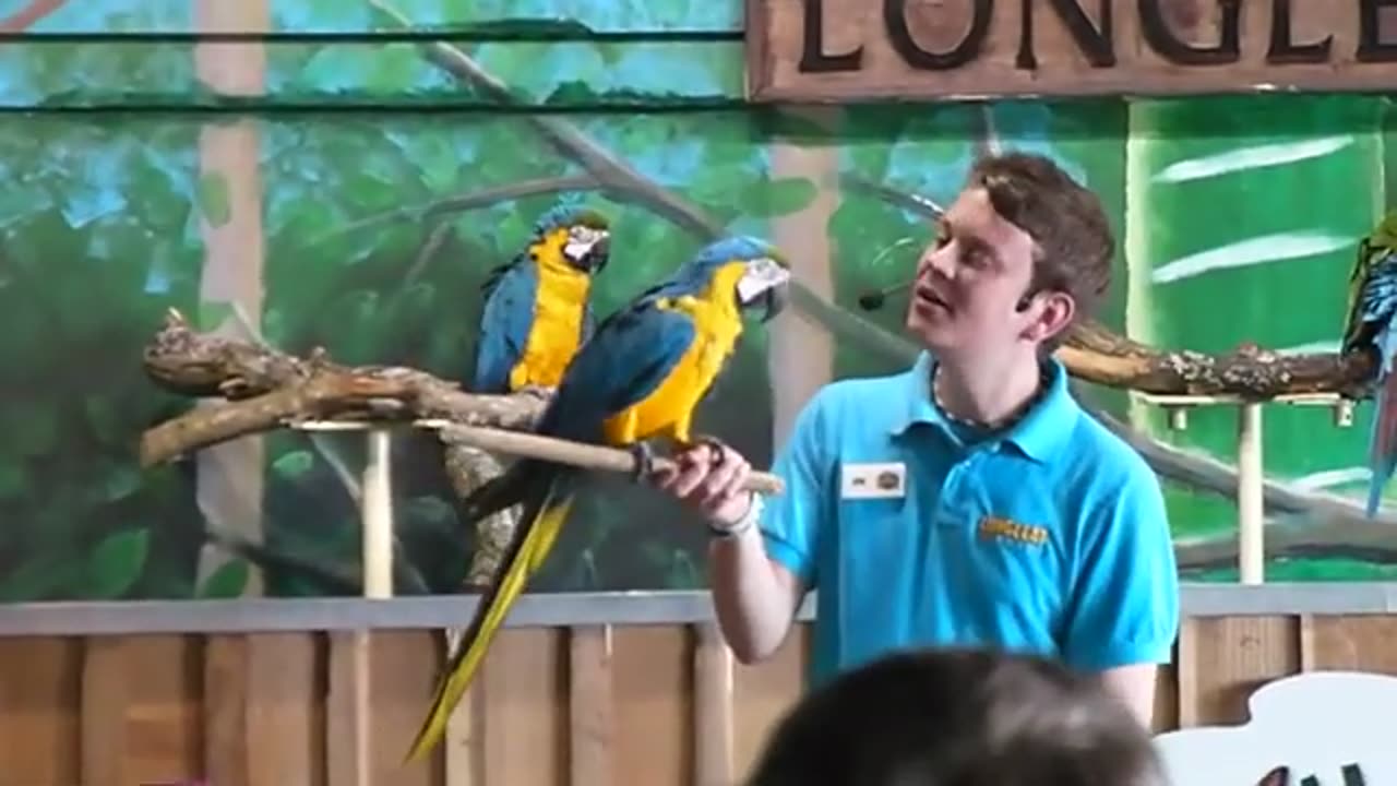 PARROT SHOW - LONGLEAT SAFARI PARK !! WARMINSTER !! UK !!!!