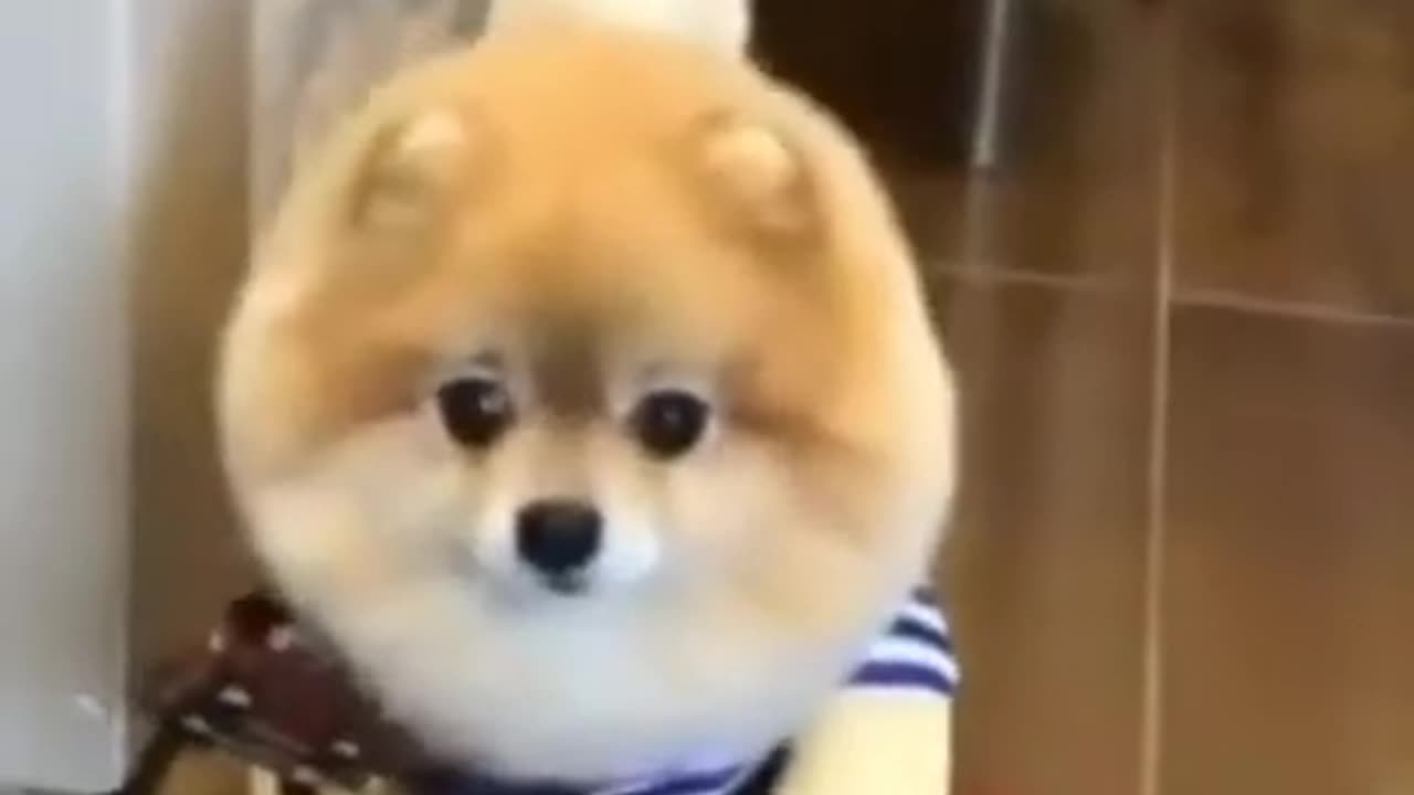 so cutie puppy #aww#trending / so cute snd funny