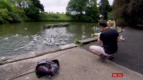 Feeding bread to ducks - RSPB's advice (UK(Global)) - BBC News - 20th October 2019