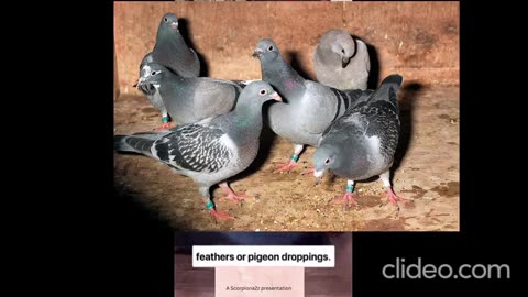 Negativity in regards to pigeons..told by one society member