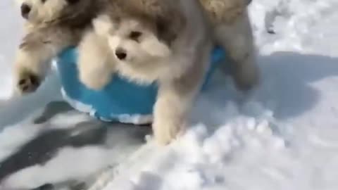Cute baby animals Videos Compilation cutest moment of the animals