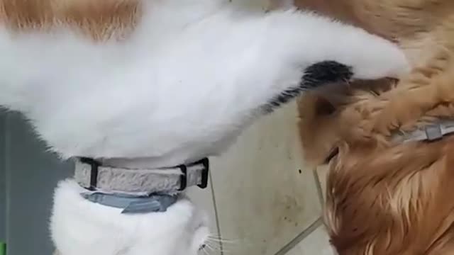 Cat Gives Dog Massage on Mother’s Day