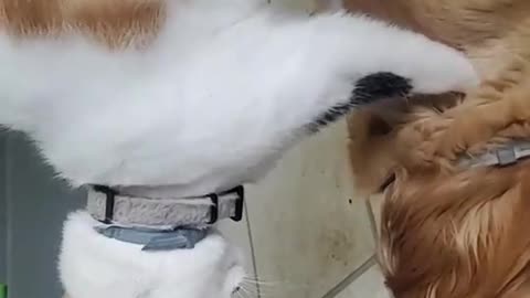 Cat Gives Dog Massage on Mother’s Day