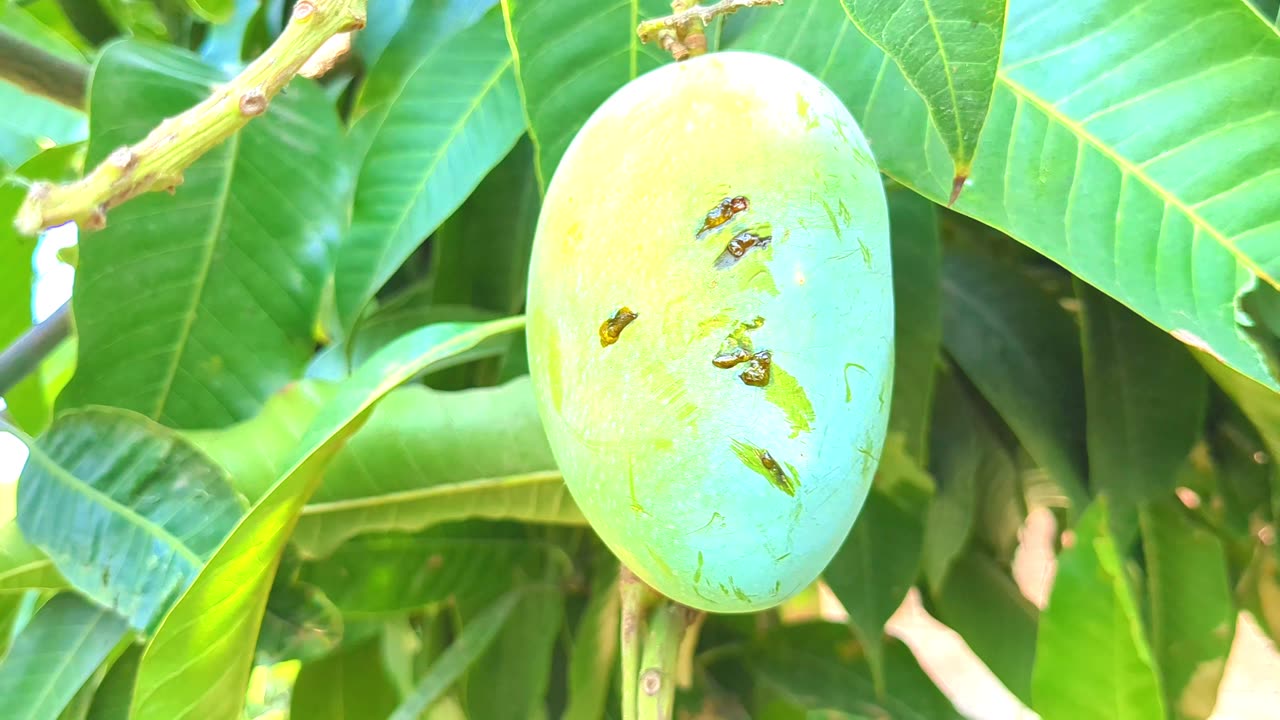 A video from Indian Village farmer during rainy season