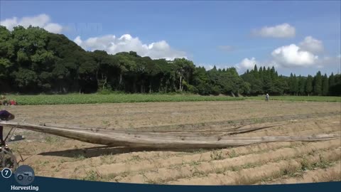 Japan Sweet Potato Cultivation Technology - Sweet Potato Farming and Harvest