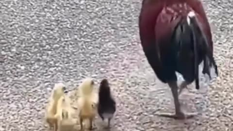 Chicken funny video.