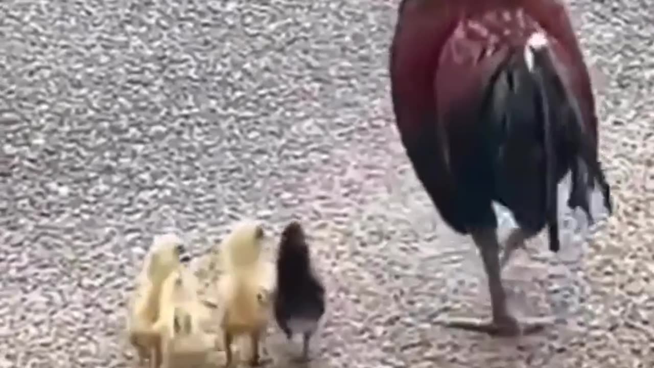 Chicken funny video.