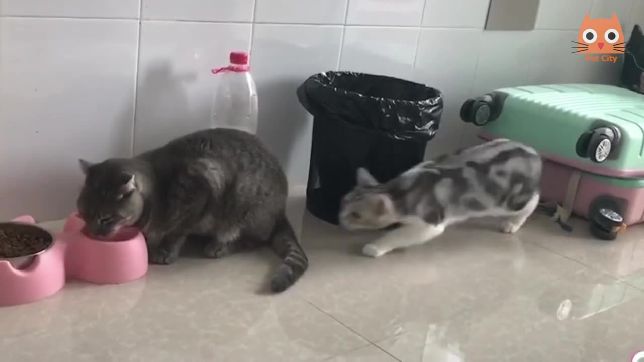 Funny Cats