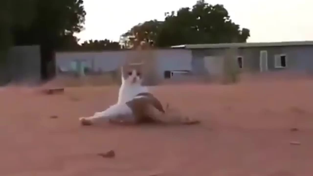 Funny animals