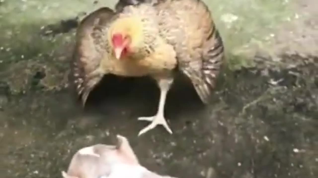 🐔 vs 🐕