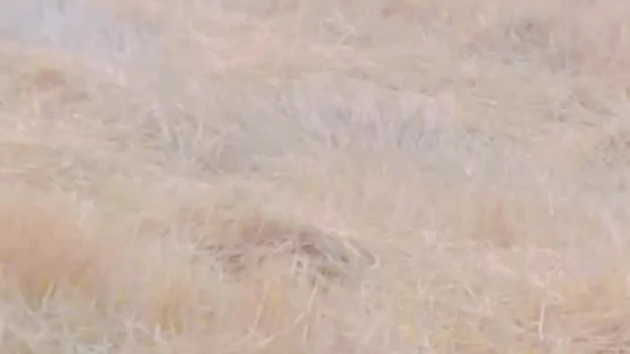 Goats are grazing in the fields| Goats are free|Open land and goats