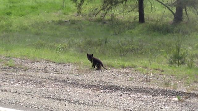 Wolf Puppy Crosses the Road