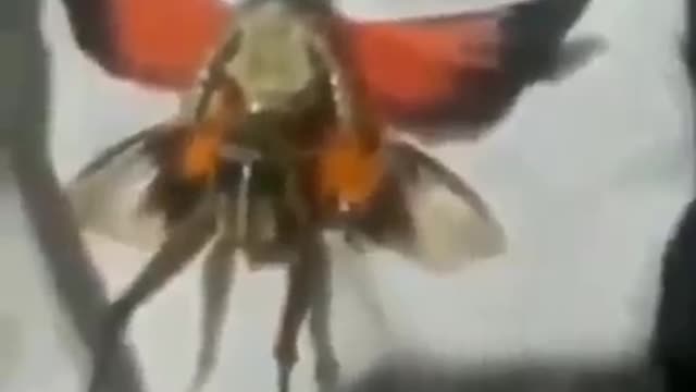 ΕΣΩΓΗΙΝΟ ΕΝΤΟΜΟ ΜΕΣΑ ΑΠΟ ΤΟΥΝΕΛ !!!