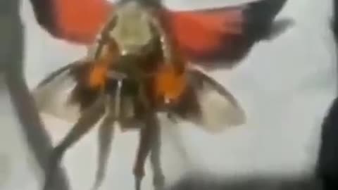 ΕΣΩΓΗΙΝΟ ΕΝΤΟΜΟ ΜΕΣΑ ΑΠΟ ΤΟΥΝΕΛ !!!