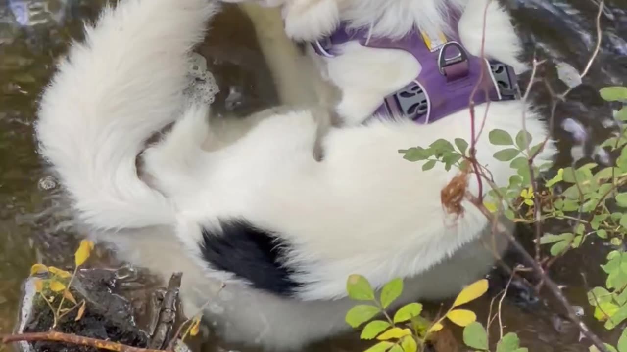 Border Collie Chilling in the Creek