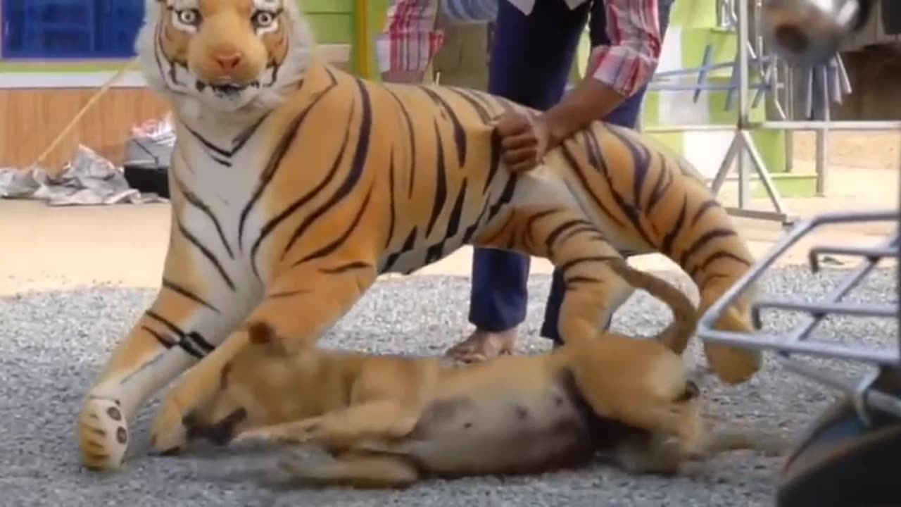 Dog pranks very funny