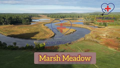 Marsh Meadow