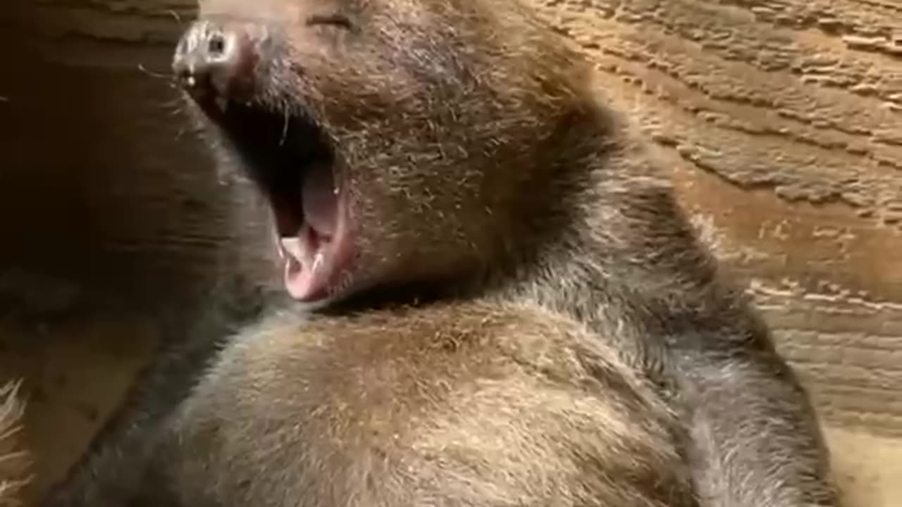 The average speed of a #sloth is about two meters per minute.
