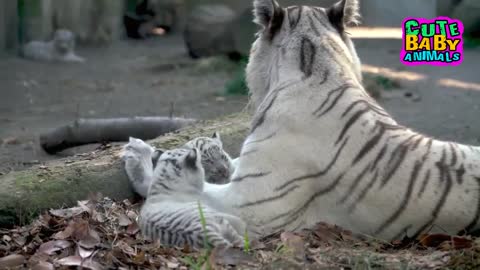 Most Beautiful and Cutest Baby Tiger Moments With Their Beloved Mom