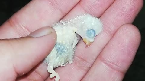 Reason of parrots chick expire