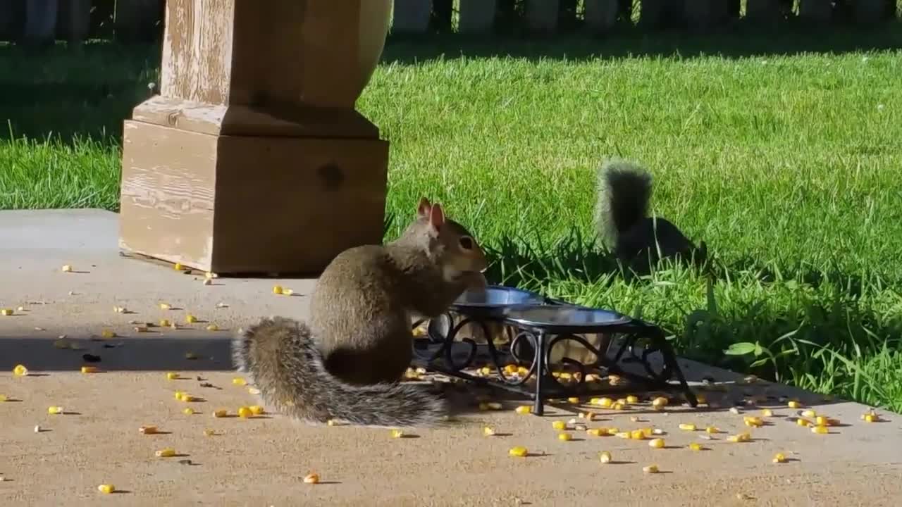 Blue Jay Scares Squirrel