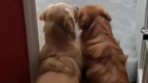 Funny animals - Funny cats / dogs - Funny animal videos