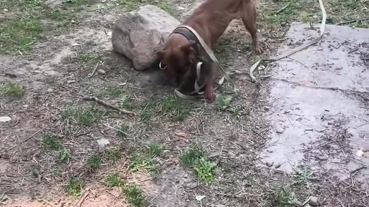 Pitbull Pest Control