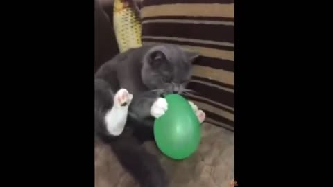 Funny Cat reaction to balloon