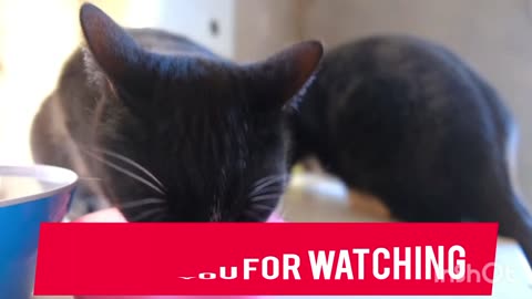 Cats Viral video Cats enjoyed a food