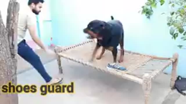 Dog trining video