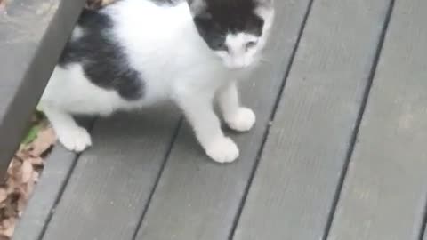 Kittens I met on the walk