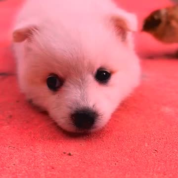 So cute animals #Animals #dog #cat #duck #monkey #adoremonkey #Monkey Animals34