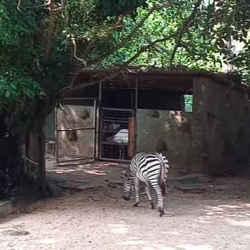 Zebras walking in a park