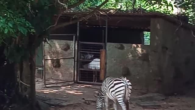 Zebras walking in a park