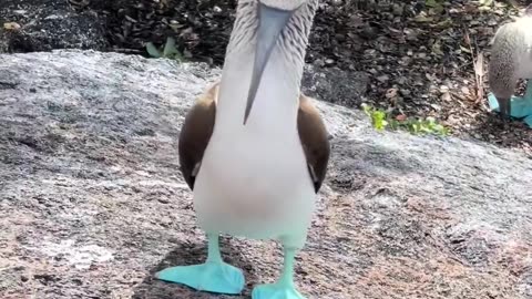 blue feet birds