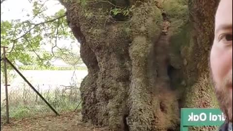 massive oak tree