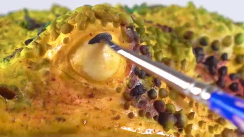 Toad cake nice.