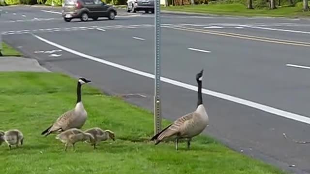 Canadian goose family is crossing the street