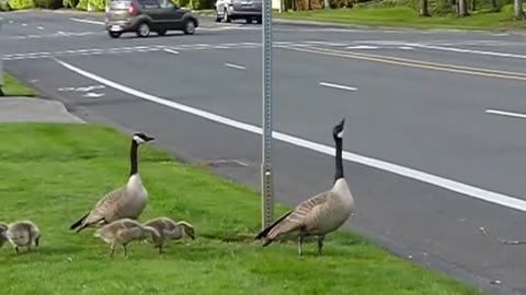 Canadian goose family is crossing the street