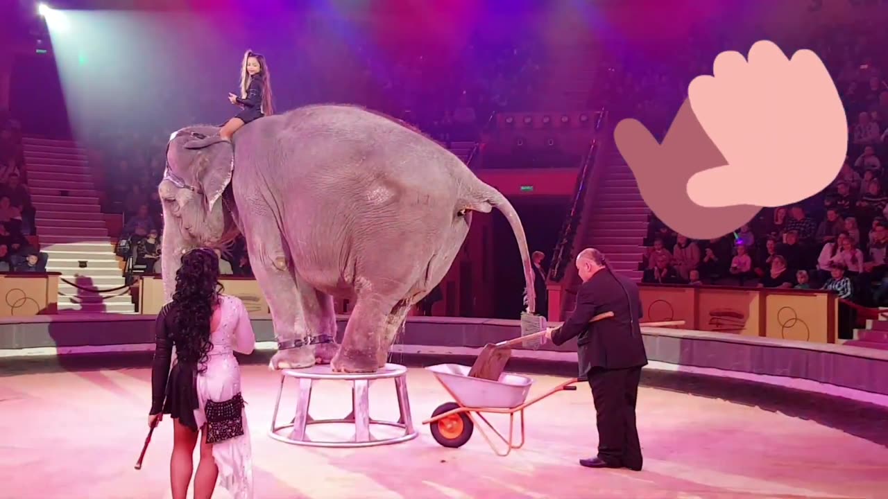 very funny elephant-elephant poops in the circus