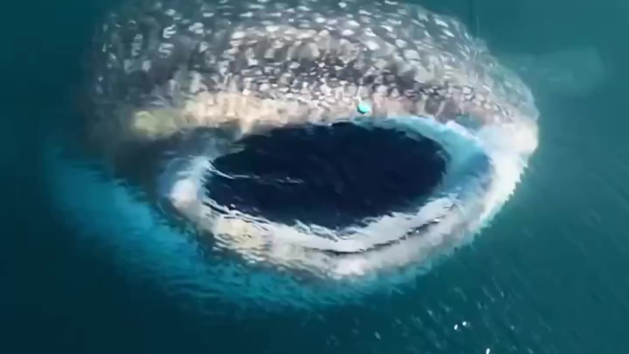 Whale Sound