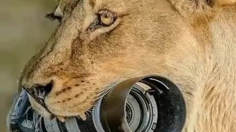 HOW DO I GET MY CAMERA FROM THE MOUTH OF A LION??