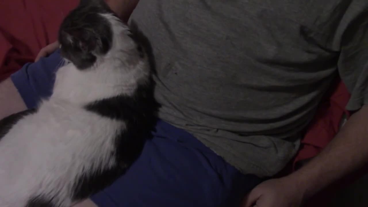 Cat Purring ASMR