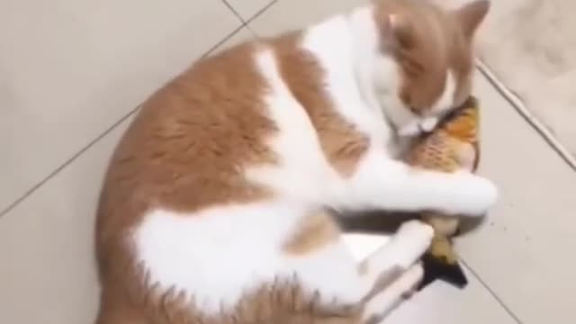 Funny Animal Videos 2022 ๐ - Funniest Cats๐บ๐