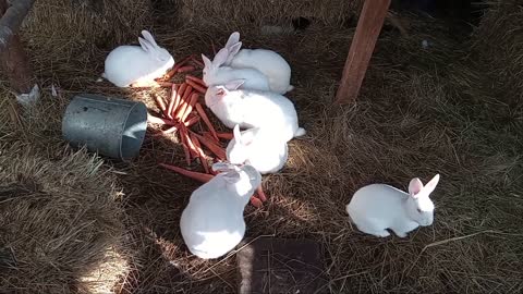 Albino Flemish Giants