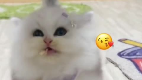 🐱 Funny cat videos | cute cats | Try not to laugh | Cat videos Compilation #shorts 🐈