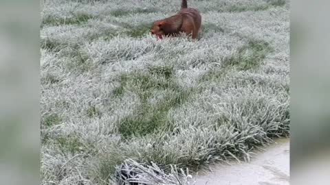 Dog is running in frozen grass